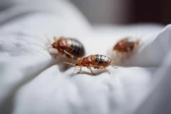 Désinsectisation punaise de lit  Paris 7